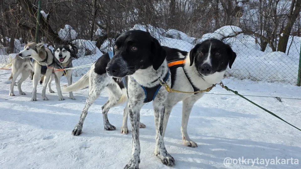 Аляска в Сибири: как живут ездовые собаки в Новососедово